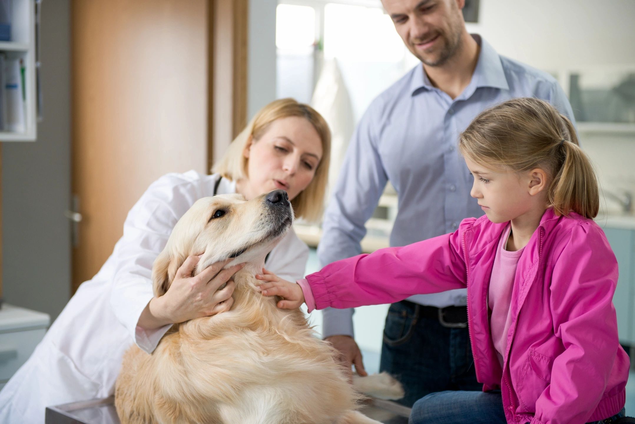 services for veterinary practices