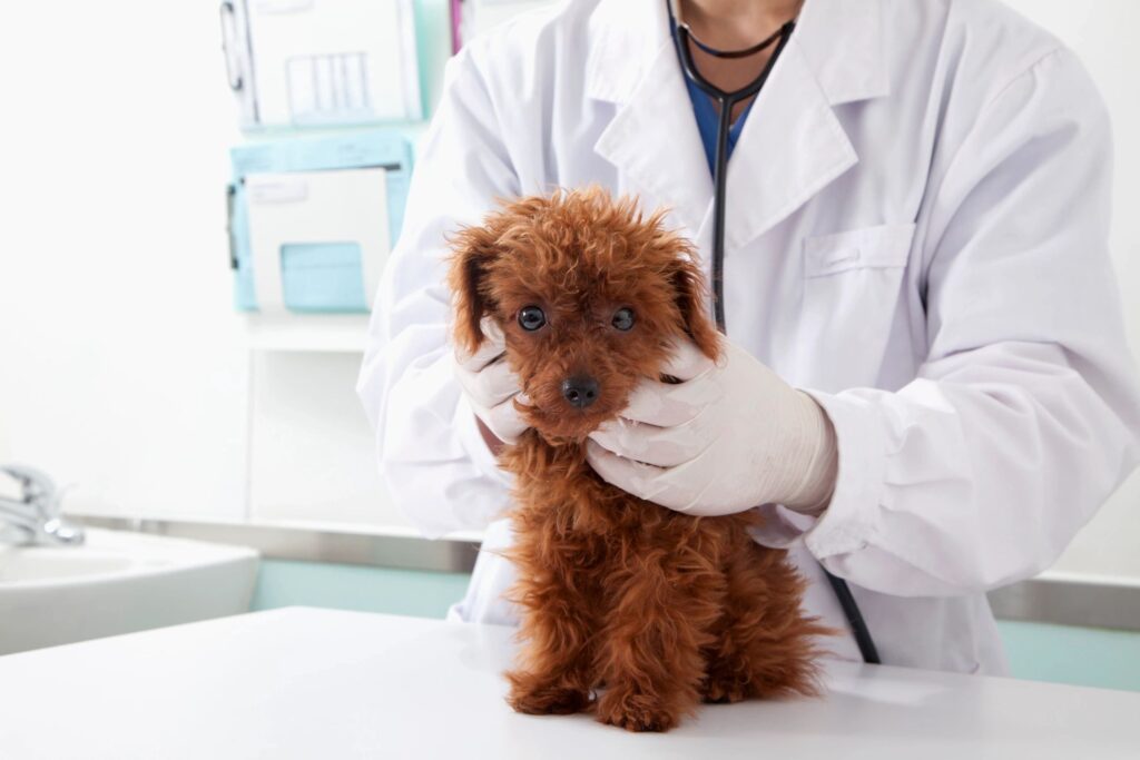 sector-focused tax help and accounting for Veterinary Industry